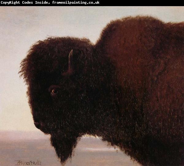 Albert Bierstadt Buffalo Head